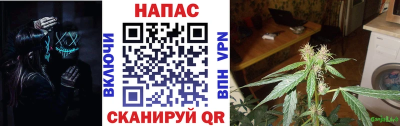 Конопля семена  закладка  Павловск 